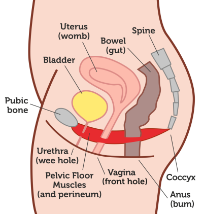 Pelvic Organs.png